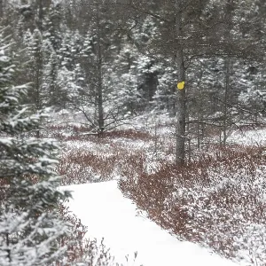 Snowy forest path marked with a yellow indicator