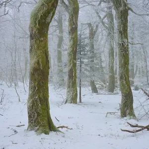 Snowy forest with prominent tree trunks Snowy forest with prominent tree trunks