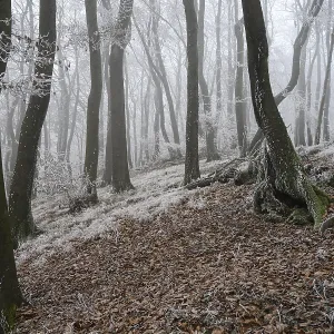 A snowy forest slope in winter fog with frosty structures on the trees A snowy forest slope in winter fog with frosty structures on the trees