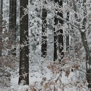 Snowy forest with snow-covered trees and brown foliage