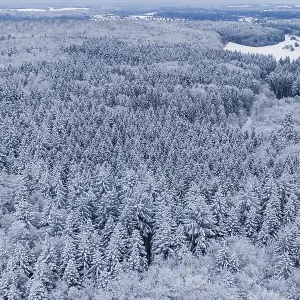 Snowy forest stretches to the horizon under grey sky
