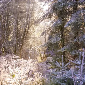 A snowy forest in sunlight with an atmospheric atmosphere A snowy forest in sunlight with an atmospheric atmosphere