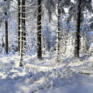 Snowy forest with sunlight through the trees