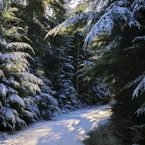 A snowy forest trail lined with thick snow-covered firs A snowy forest trail lined with thick snow-covered firs