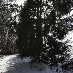 Snowy forest trail under tall trees