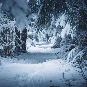 Snowy forest trail with thick trees and a quiet Snowy forest trail with thick trees and a quiet