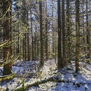 Snowy forest with trees breaking sunbeams and casting shadows Snowy forest with trees breaking sunbeams and casting shadows