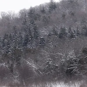Snowy hills and trees in a forested landscape