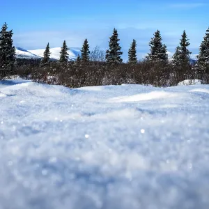 Snowy landscape with trees in the background under a clear sky Snowy landscape with trees in the background under a clear sky