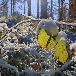 Snowy leaves in the foreground with sunlight in the background Snowy leaves in the foreground with sunlight in the background