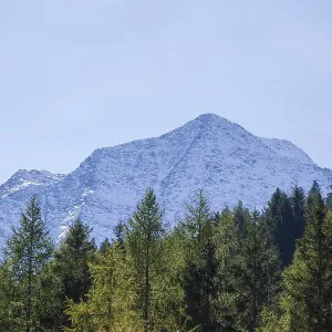 Snowy mountain hawk with forest in autumn Snowy mountain hawk with forest in autumn