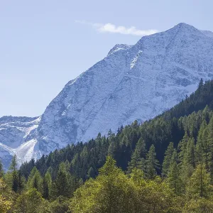 Snowy mountain hawk with forest in autumn