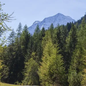 Snowy mountain hawk with forest and hiking trail in autumn