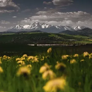 Snowy mountain peaks, trees road