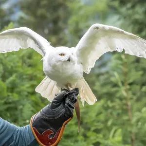 Le hibou des neiges (Bubo scandiacus) sur la main du formateur. Le hibou des neiges (Bubo scandiacus) sur la main du formateur.