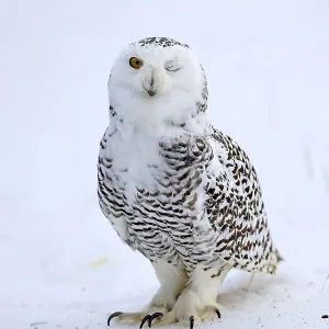 Snowy Owl Print - Bohemian Forest, Czech Republic Snowy Owl Print - Bohemian Forest, Czech Republic