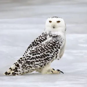 Captive Snowy Owl Print, Bohemian Forest, Czech Republic Captive Snowy Owl Print, Bohemian Forest, Czech Republic