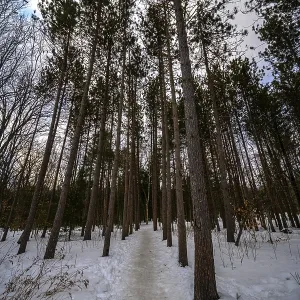 Chemin enneigé menant à travers une forêt de grands arbres.
