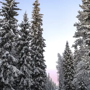 Snowy path between tall, frost-covered fir trees in the early morning light