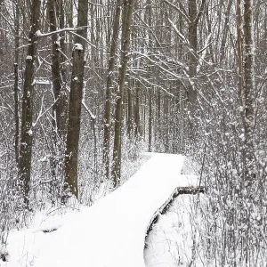 A snowy path winding through a bare winter forest with a tranquil atmosphere in London