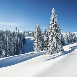 Snowy pine trees on Mount Seebuck Snowy pine trees on Mount Seebuck