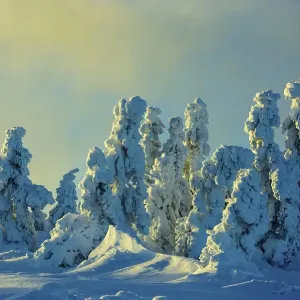 Snowy Spruces (Picea) on the Brocken in evening light Snowy Spruces (Picea) on the Brocken in evening light
