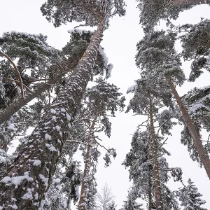 Snowy, towering, snow-laden pine trees in a forest near Jonkoping Snowy, towering, snow-laden pine trees in a forest near Jonkoping