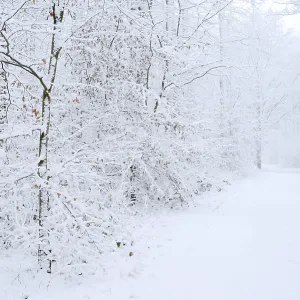 Snowy trail through deciduous forest in winter