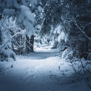Snowy trail through a dense, quiet forest area with a cold winter atmosphere Snowy trail through a dense, quiet forest area with a cold winter atmosphere