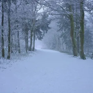 A snowy trail through a quiet winter forest with snow-covered trees A snowy trail through a quiet winter forest with snow-covered trees