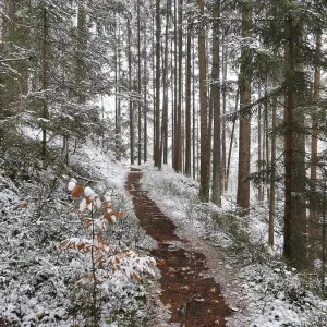 Snowy trail in winter forest, Fichtelgebirge