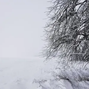 Snowy tree on the edge of a field in a quiet winter landscape Snowy tree on the edge of a field in a quiet winter landscape