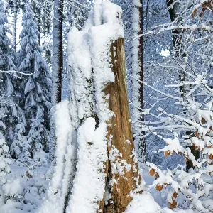Snowy tree stump, tree trunk, forest Snowy tree stump, tree trunk, forest