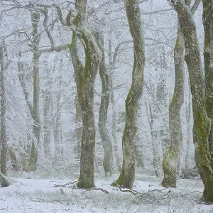 Snowy tree trunks in foggy winter forest Snowy tree trunks in foggy winter forest