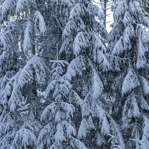 Snowy trees, conifers, forest, snow Snowy trees, conifers, forest, snow