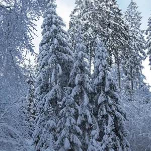 Snowy trees, conifers, forest, snow Snowy trees, conifers, forest, snow