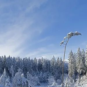 Snowy trees, conifers, photomerge Snowy trees, conifers, photomerge