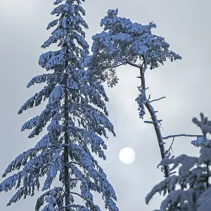 Snowy trees, conifers, sun, forest Snowy trees, conifers, sun, forest
