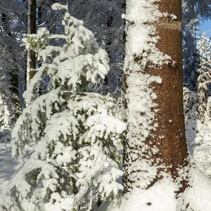 Snowy trees, forest, conifer, tree trunk Snowy trees, forest, conifer, tree trunk