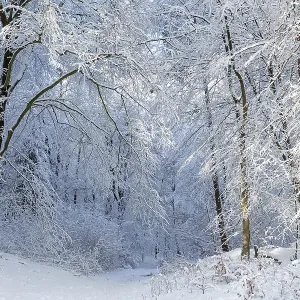 Snowy trees, forest, path, snow Snowy trees, forest, path, snow