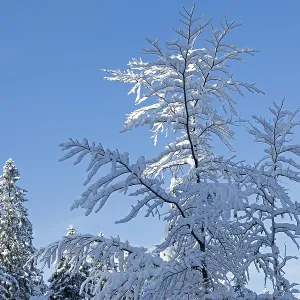 Snowy trees, forest, snow, winter Snowy trees, forest, snow, winter