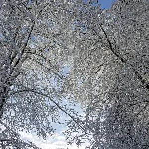 Snowy trees, forest, snow, winter Snowy trees, forest, snow, winter