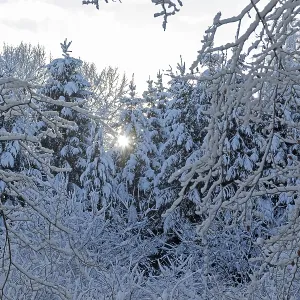 Snowy trees, forest, sun, snow Snowy trees, forest, sun, snow