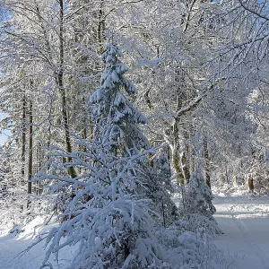 Snowy trees, forest, trails, snow Snowy trees, forest, trails, snow