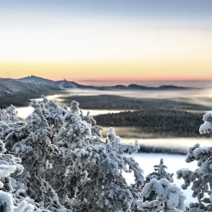 Snowy trees and forests at sunrise