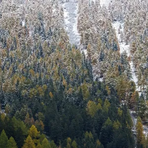 Snowy trees, spruce and larch trees in autumn