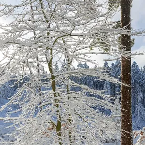 Snowy trees, tree trunk, forest Snowy trees, tree trunk, forest