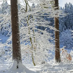 Snowy trees, tree trunks, forest Snowy trees, tree trunks, forest