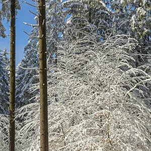 Snowy trees, tree trunks, forest Snowy trees, tree trunks, forest