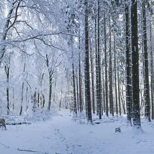 Snowy trees, tree trunks, photomerge Snowy trees, tree trunks, photomerge